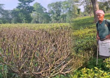 झापाका अधिकांश चिया बगानमा ‘लुपर’ को प्रकोप बढ्यो, बोट नै मर्न थालेपछि चिया किसान तथा उद्योगी  चिन्तित